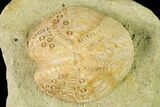 Sea Urchin (Lovenia) Fossil on Sandstone - Beaumaris, Australia #144395-1